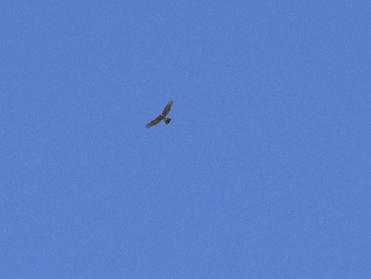 Rapace?